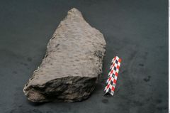 Foto (Seitenansicht) von Lepidodendron sp.  (NHMW-GEO-2024-0188-11173)